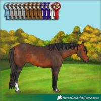 Horse Color:Bay Sabino