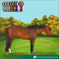 Horse Color:Bay Sabino