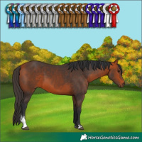 Horse Color:Bay Sabino 