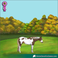 Horse Color:Chocolate Palomino Tobiano Frame 