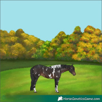 Horse Color:White Spotted Brown Tobiano 