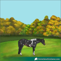 Horse Color:White Spotted Brown Tobiano 