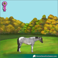 Horse Color:Buckskin Roan Tobiano 