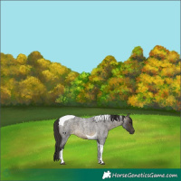 Horse Color:Buckskin Roan Tobiano 