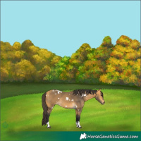 Horse Color:White Spotted Buckskin Tobiano 