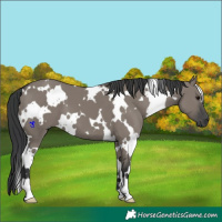 Horse Color:White Spotted Grullo 