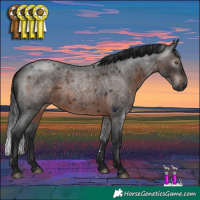 Horse Color:Gray Brown Roan Rabicano 