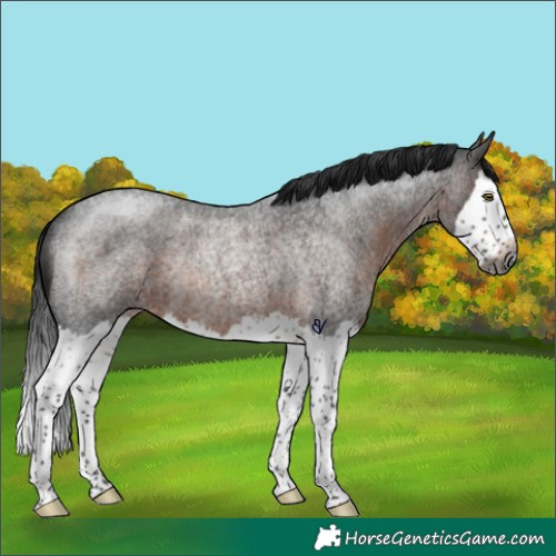 Horse Color:Gray Brown Roan Splash Rabicano 