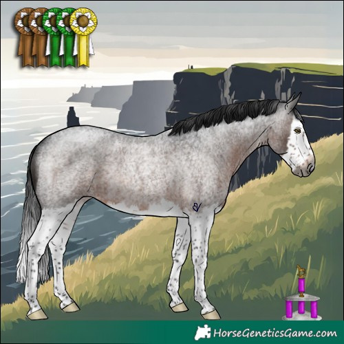 Horse Color:Gray Brown Roan Splash Rabicano 