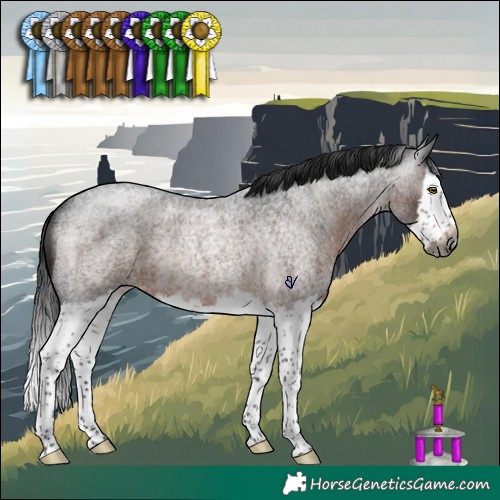 Horse Color:Gray Brown Roan Splash Rabicano 
