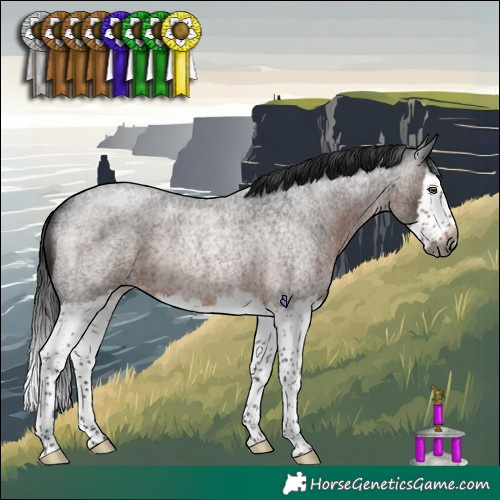 Horse Color:Gray Brown Roan Splash Rabicano 