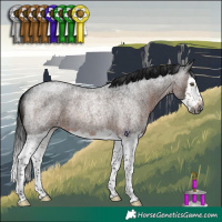 Horse Color:Gray Brown Roan Splash Rabicano