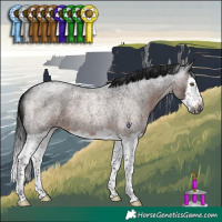 Horse Color:Gray Brown Roan Splash Rabicano 