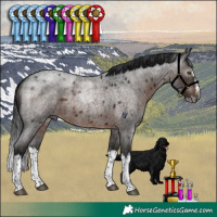 Horse Color:Gray Brown Roan Splash Rabicano 