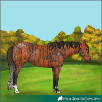 Horse Color:Brown and Bay