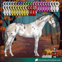 Horse Color:White Spotted Classic Champagne Dun  and White Spotted Brown Sabino 