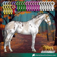 Horse Color:White Spotted Classic Champagne Dun and White Spotted Brown Sabino