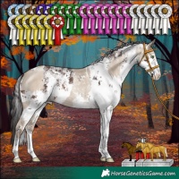 Horse Color:White Spotted Classic Champagne Dun  and White Spotted Brown Sabino 