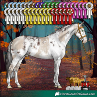 Horse Color:White Spotted Classic Champagne Dun  and White Spotted Brown Sabino 