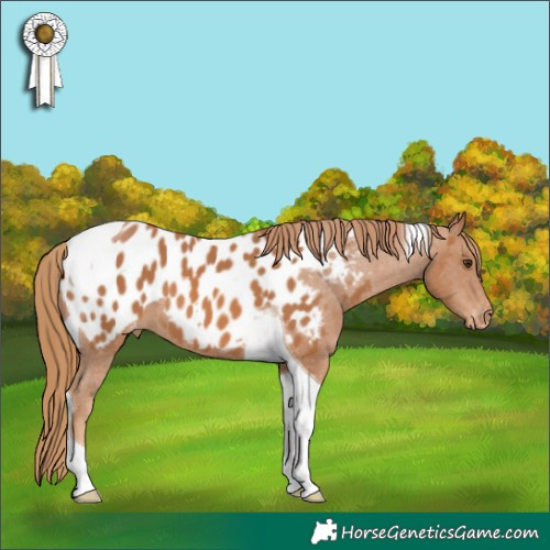 Horse Color:Chestnut Tobiano Appaloosa 