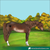 Horse Color:Liver Chestnut 