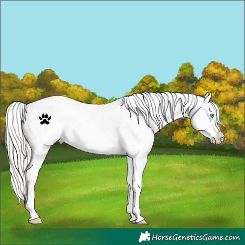 Horse Color:White Spotted Silver Buckskin Pearl Tobiano Appaloosa 