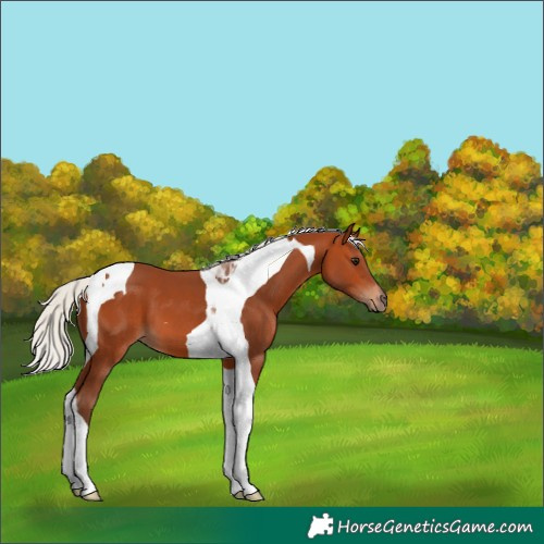 Horse Color:Silver Bay Tobiano