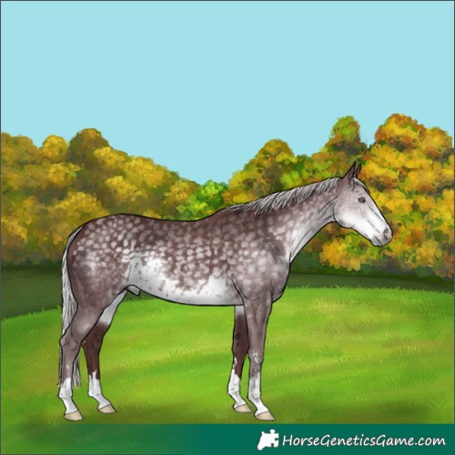 Horse Color:Chocolate Silver Smoky Black Chinchilla 