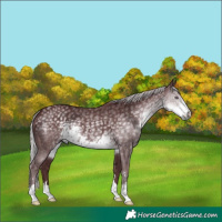 Horse Color:Chocolate Silver Smoky Black Chinchilla