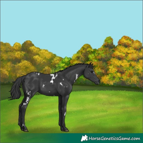 Horse Color:White Spotted Black 