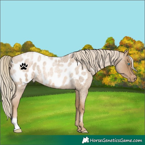Horse Color:Chocolate Palomino Roan Pearl Blanket