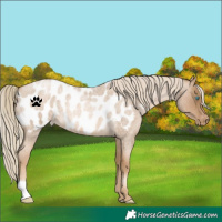 Horse Color:Chocolate Palomino Roan Pearl Blanket