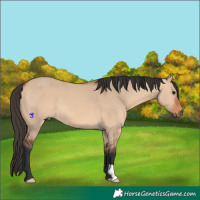 Horse Color:Bay Dun