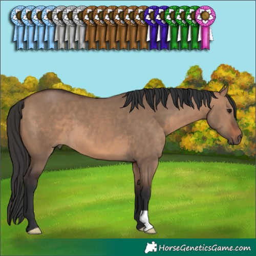 Horse Color:Brown Dun 