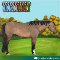 Horse Color:Brown Dun