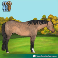 Horse Color:Brown Dun 