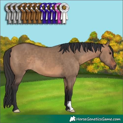 Horse Color:Brown Dun 