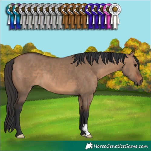 Horse Color:Brown Dun 