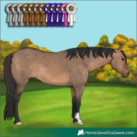 Horse Color:Brown Dun 