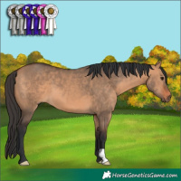 Horse Color:Brown Dun