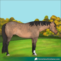 Horse Color:Brown Dun 