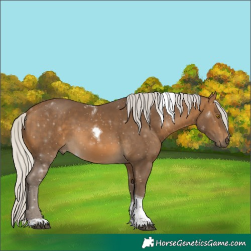 Horse Color:Unknown 