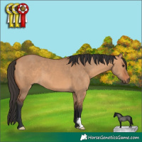 Horse Color:Bay Dun 