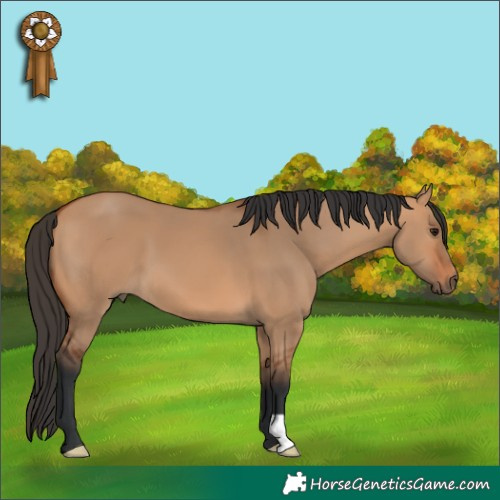 Horse Color:Bay Dun 