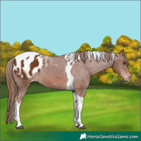 Horse Color:Chestnut Tobiano Appaloosa