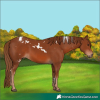 Horse Color:White Spotted Chestnut