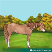 Horse Color:Gold Champagne Splash