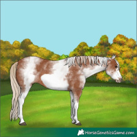 Horse Color:White Spotted Chestnut Frame 