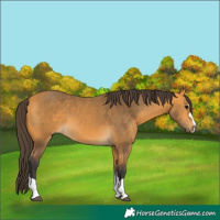 Horse Color:Buckskin 