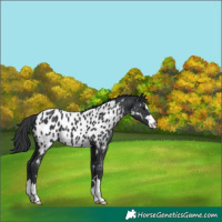 Horse Color:Black Appaloosa